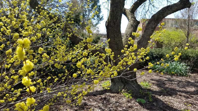 Northern Spicebush Felt Right At Home Near Old Ohio Farmhouses