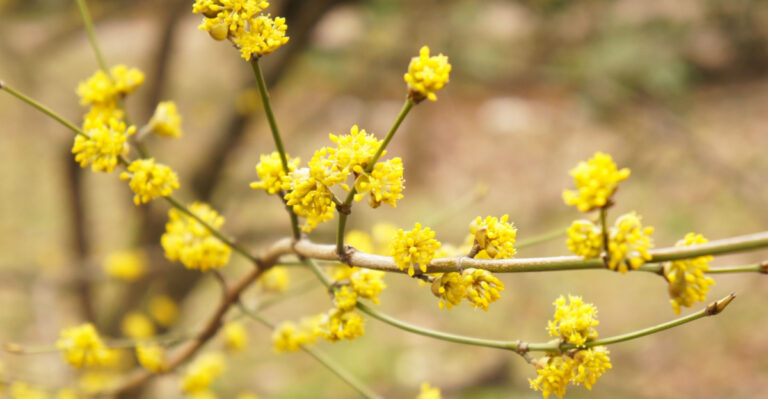 This Forgotten Native Berry Shrub Once Fed Ohio Wildlife Everywhere