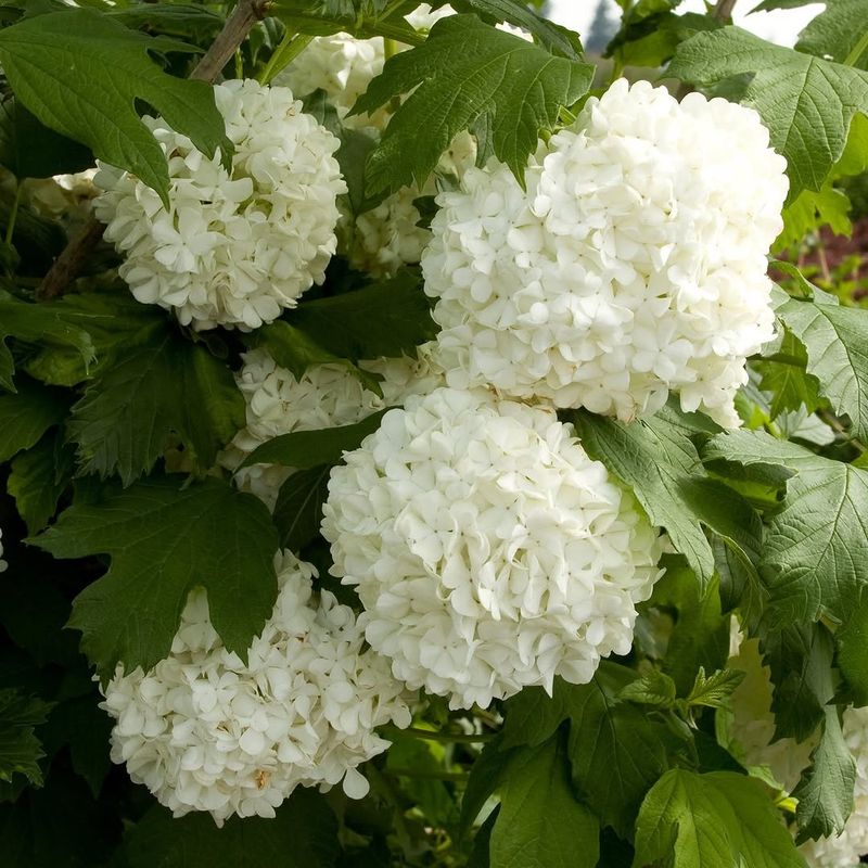 Snowball Viburnum Produces Large Hydrangea-Like Flower Clusters In Spring
