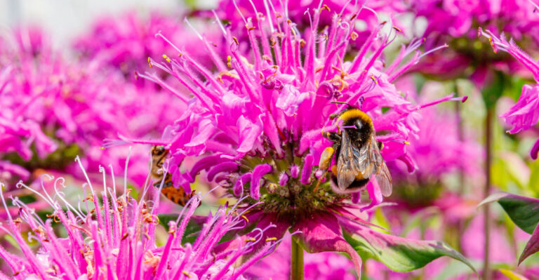 plant (featured image)