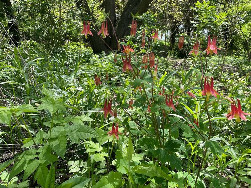 Light Shade Mimics The Plant's Natural Habitat