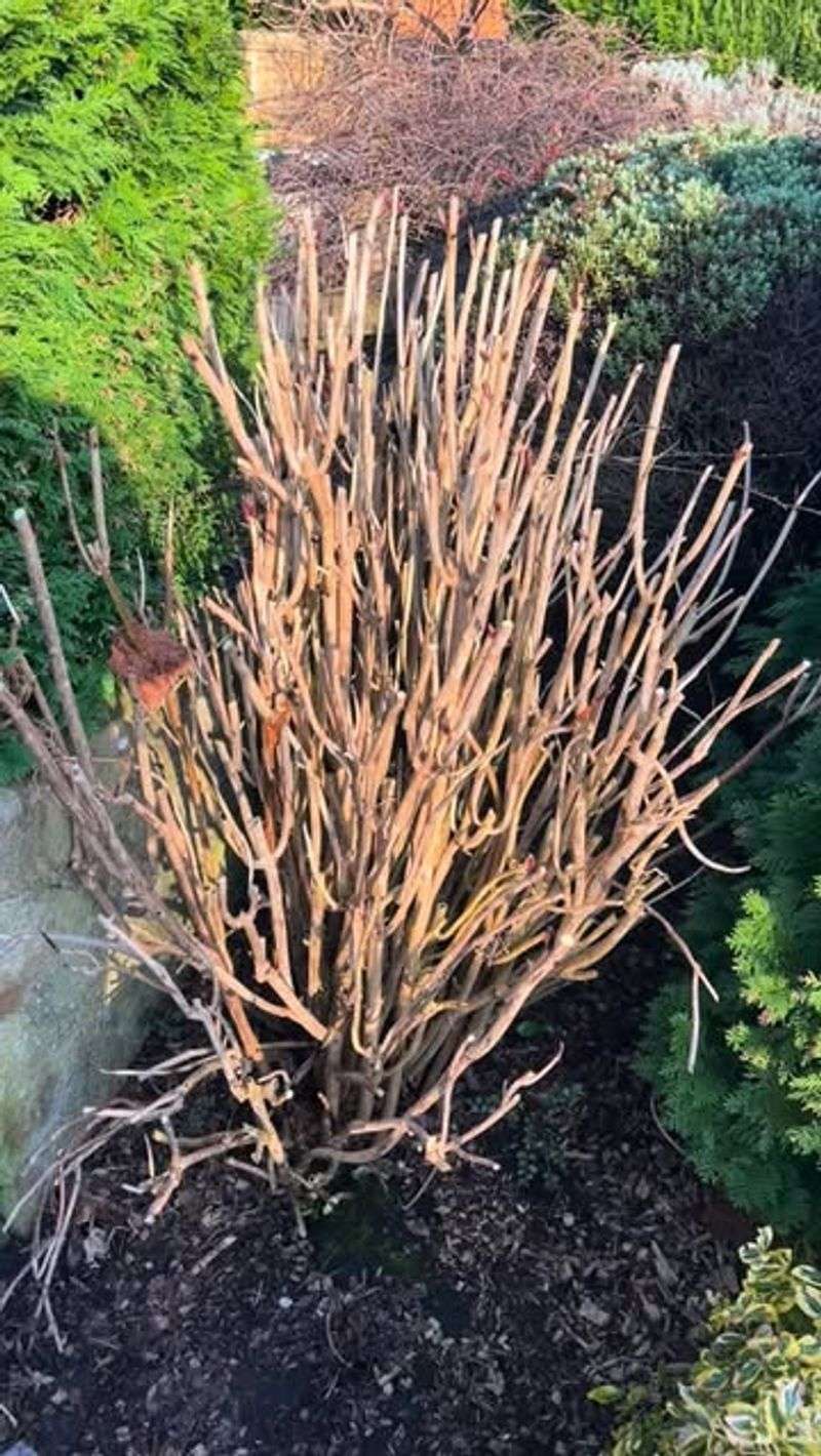 Cutting Back Promotes Stronger Stems