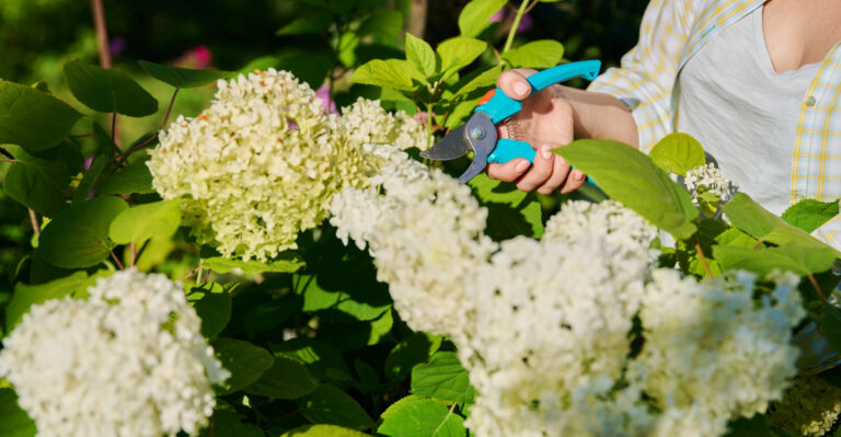 smooth hydrangea pruning