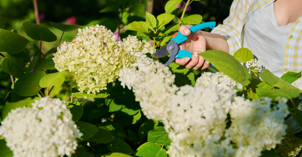 smooth hydrangea pruning