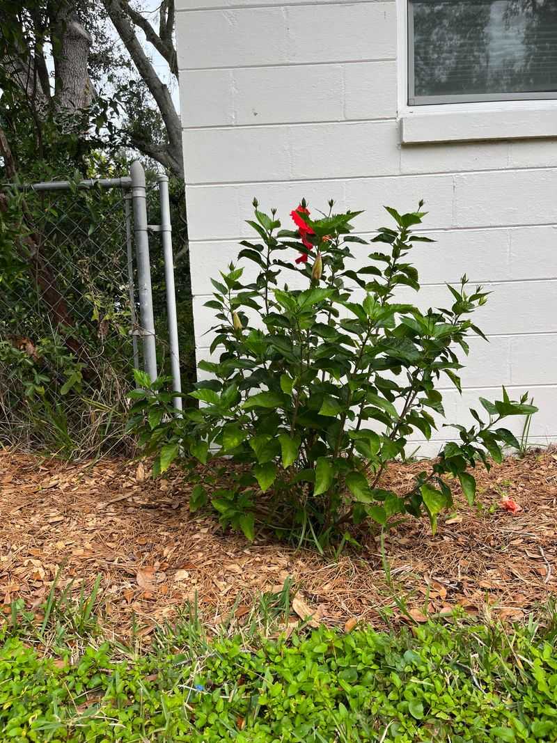Stop Pruning Before New Spring Growth Begins In Florida