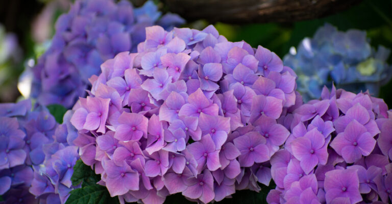hydrangea