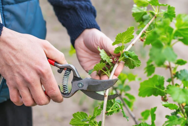 pruning shrub