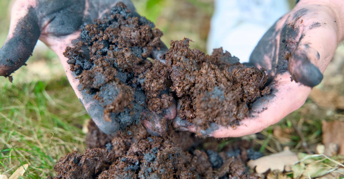 gardener holds a handful of soil