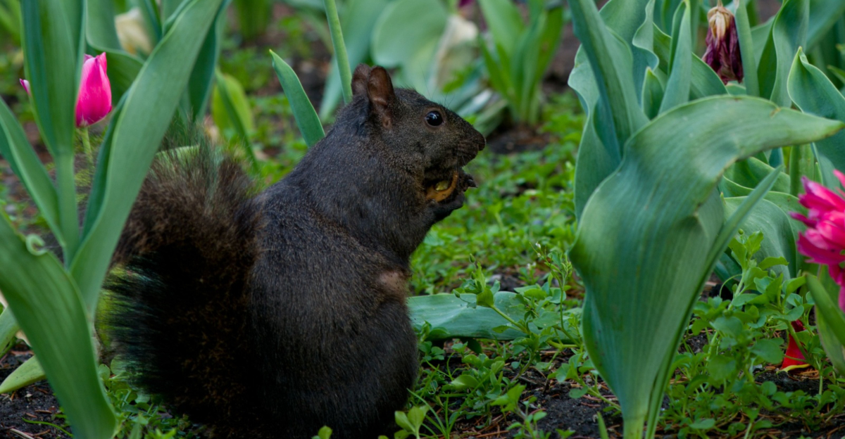 squirrel eats tulip