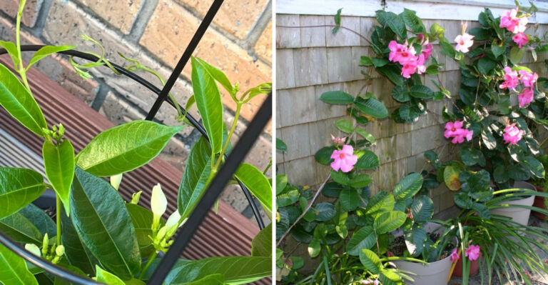 mandevilla vine