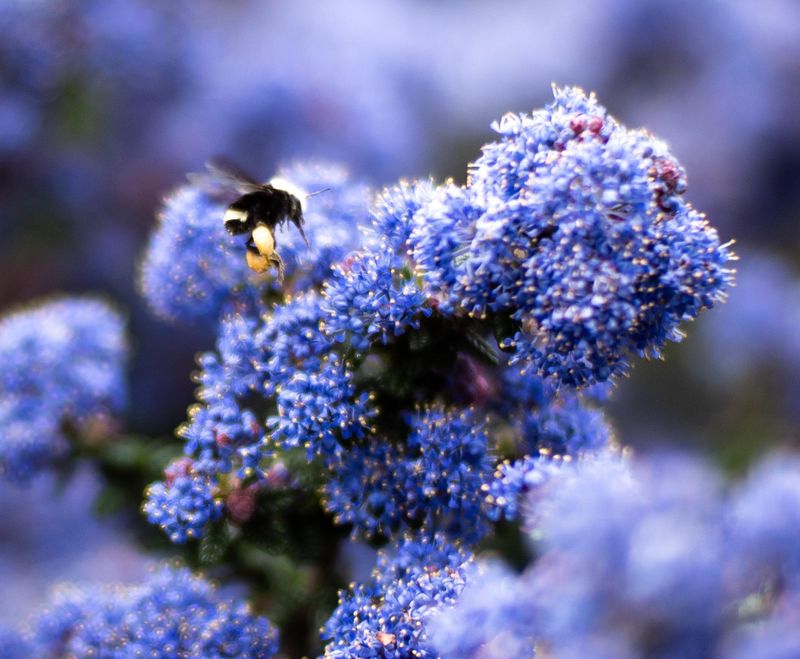 A Native Plant With Deep California Roots