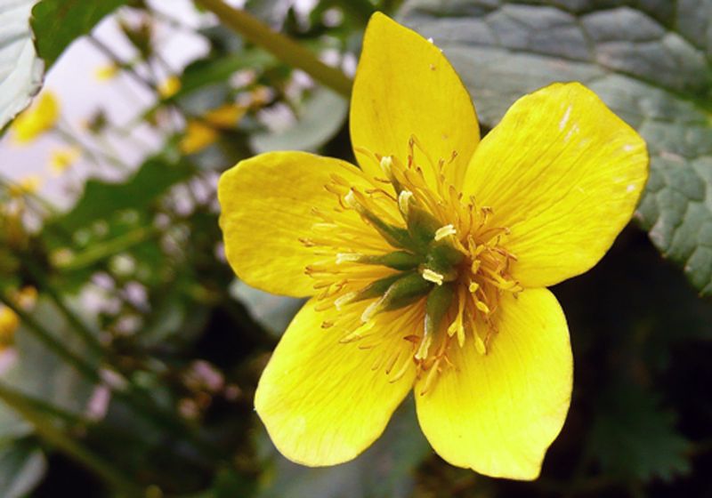 Choose A Moist Spot With Partial Shade