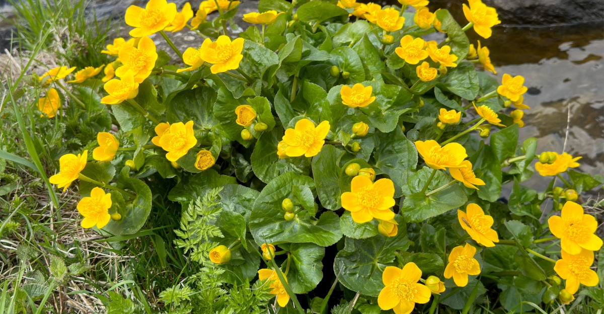 marsh marigold