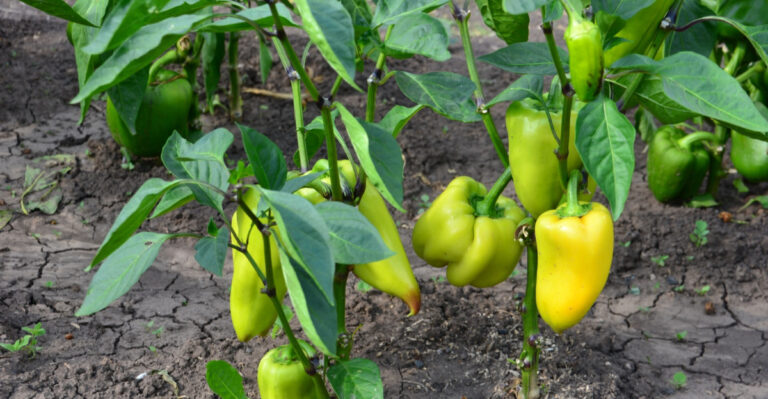 bell peppers