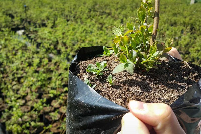 March Is When Washington Gardens Come To Life