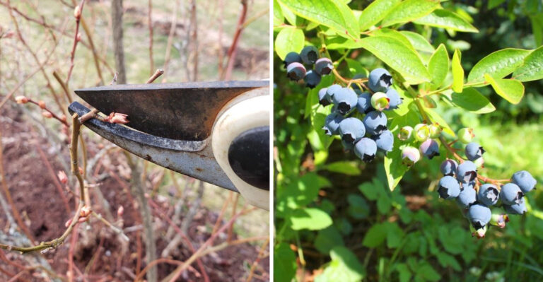 prune blueberries