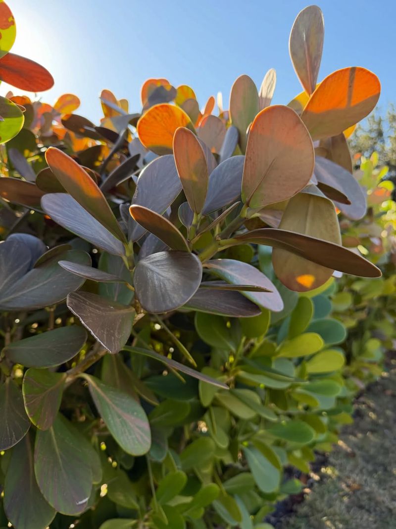 Smart Watering Helps Florida Plants Bounce Back After Cold Damage