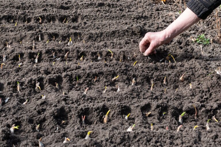 garlic planting