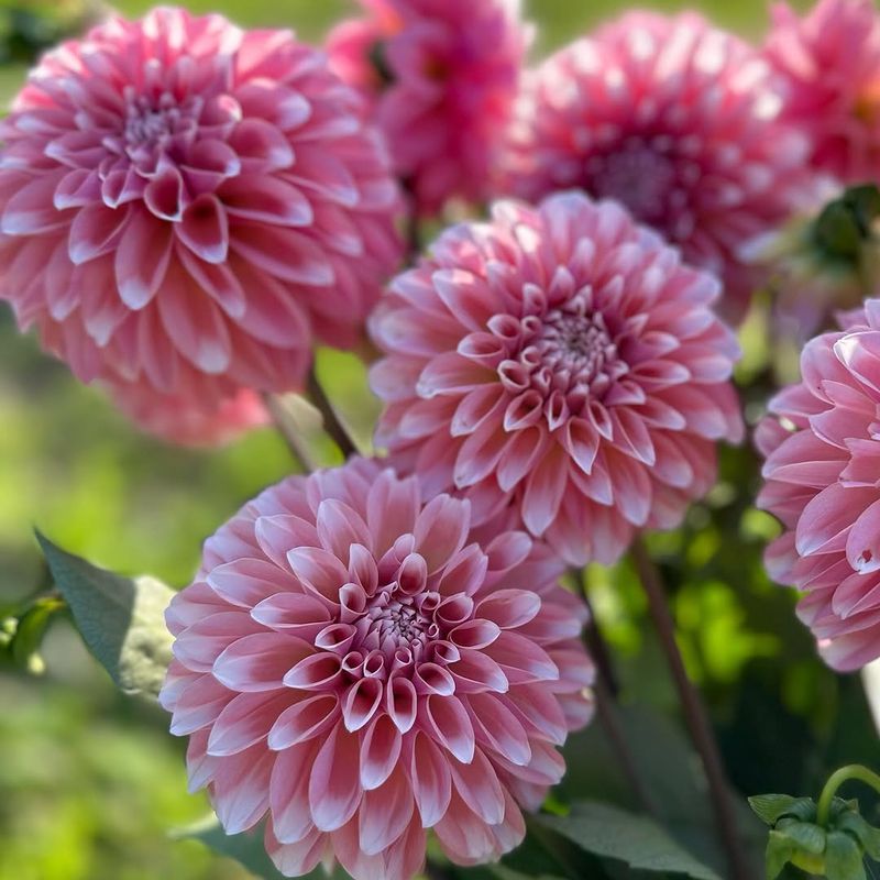 Why Dahlias Stand Out