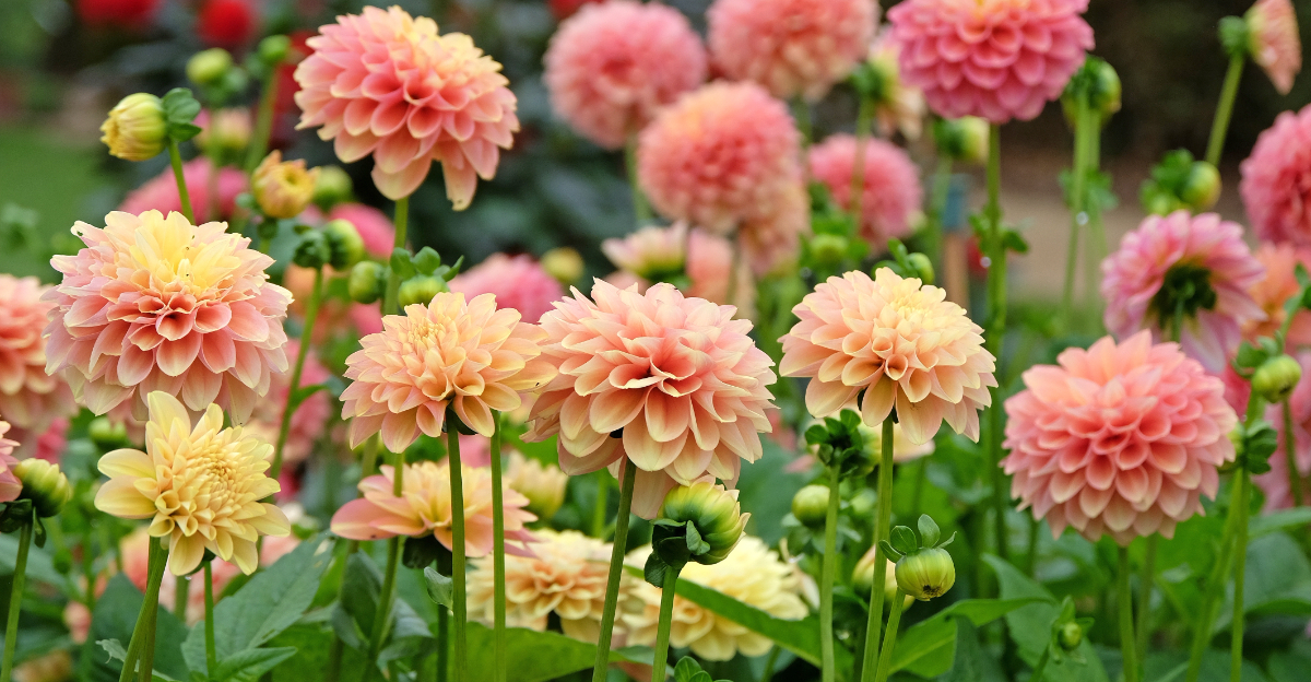 dahlias