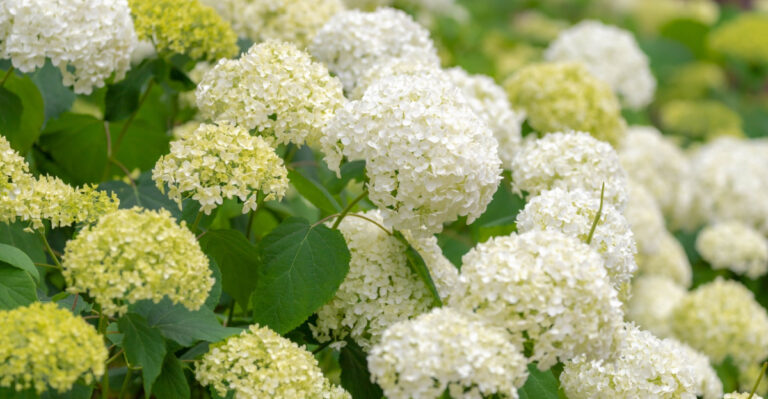 smooth hydrangea