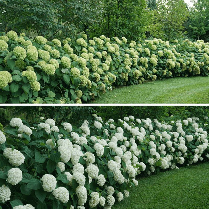 Smooth Hydrangea Is Ohio's Favorite All-Season Shrub