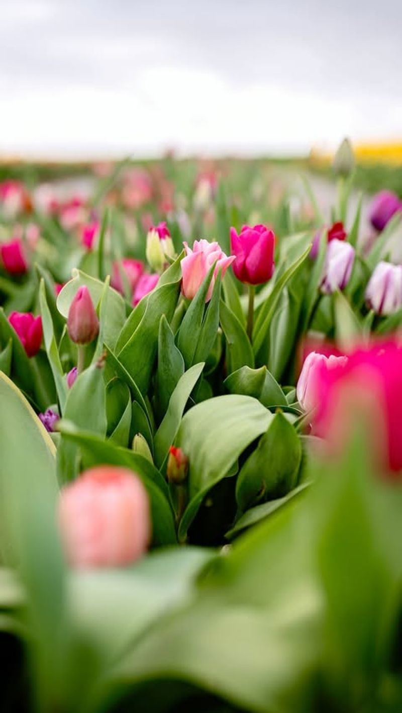 Why Tulips Are So Popular In Pennsylvania?