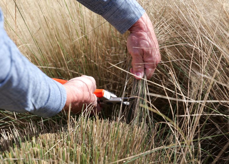 Spot New Growth Before You Start Cutting