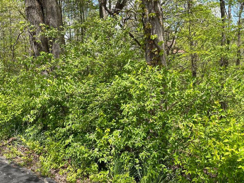 Bush Honeysuckle Crowds Out The Plants Ohio Gardens Need Most