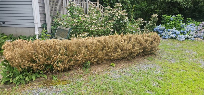 Box Tree Moth Damage Shows Up Faster Than You Expect