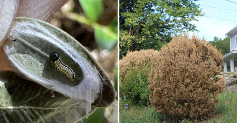 box tree moth boxwood damage