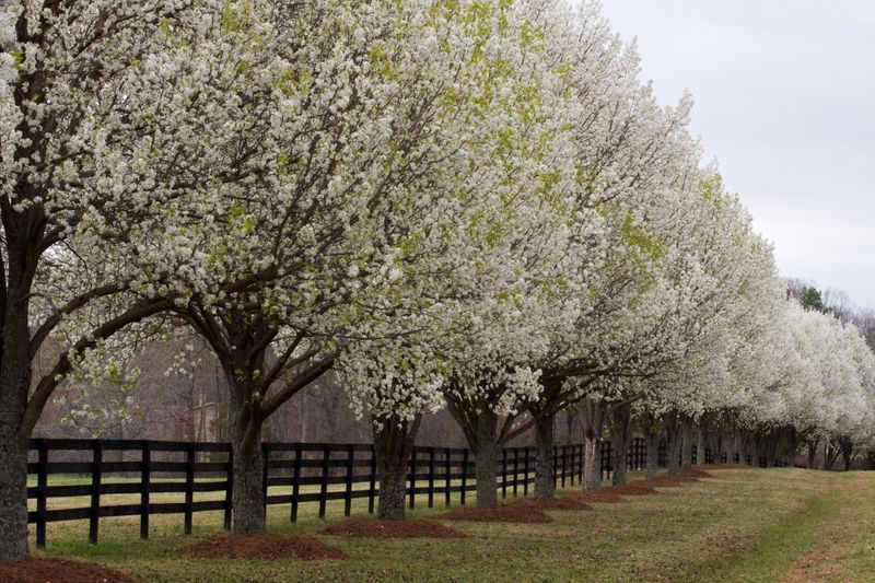 Bradford Pear Trees Once Promised Fast Beautiful Growth