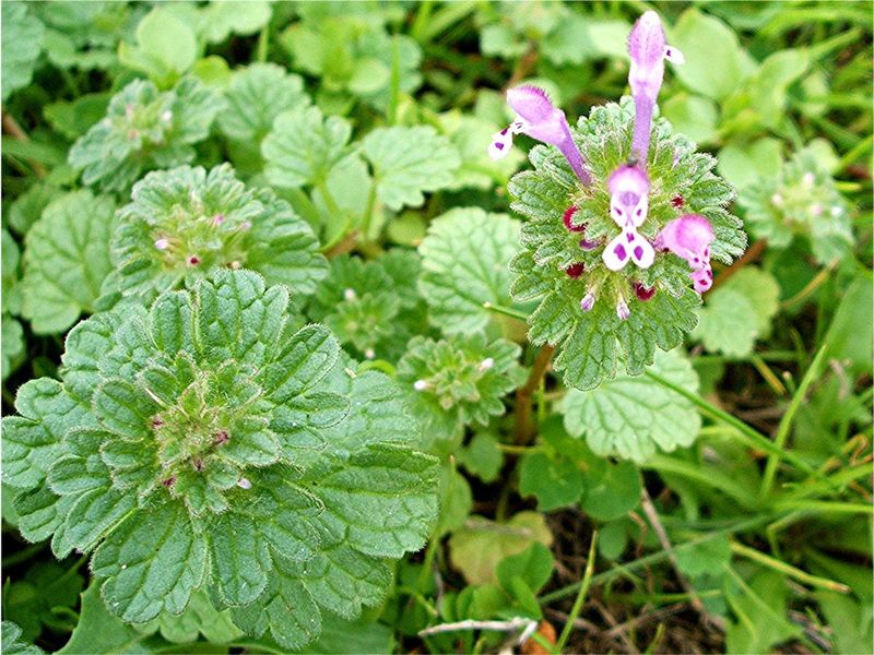 This Is What Henbit Looks Like!