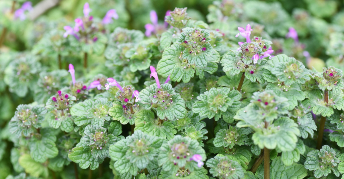 henbit weed