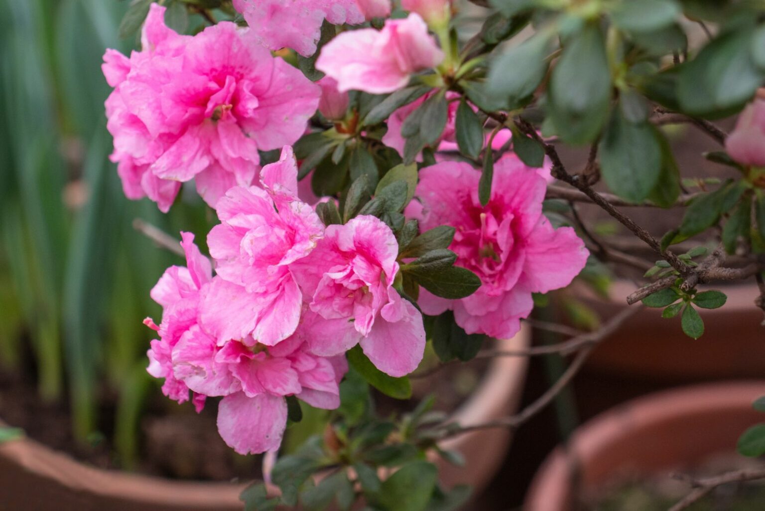 This Is What Texas Azaleas Need In Early Spring For A Stunning Bloom ...