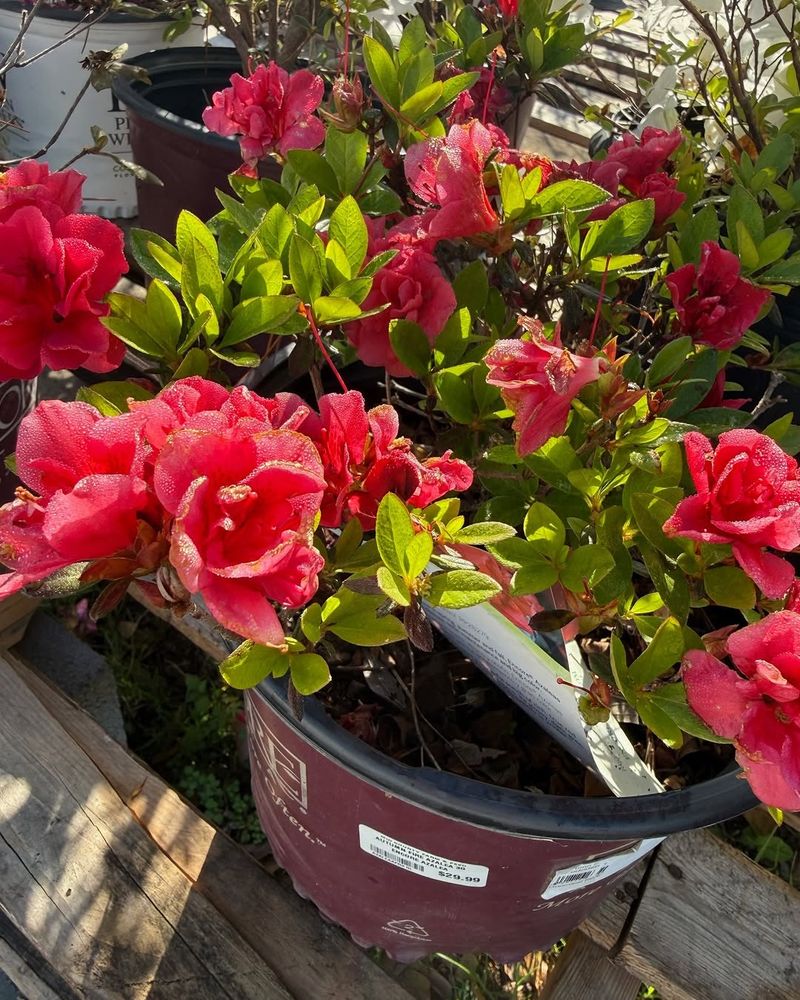 Consistent Moisture (But Never Soggy Soil)