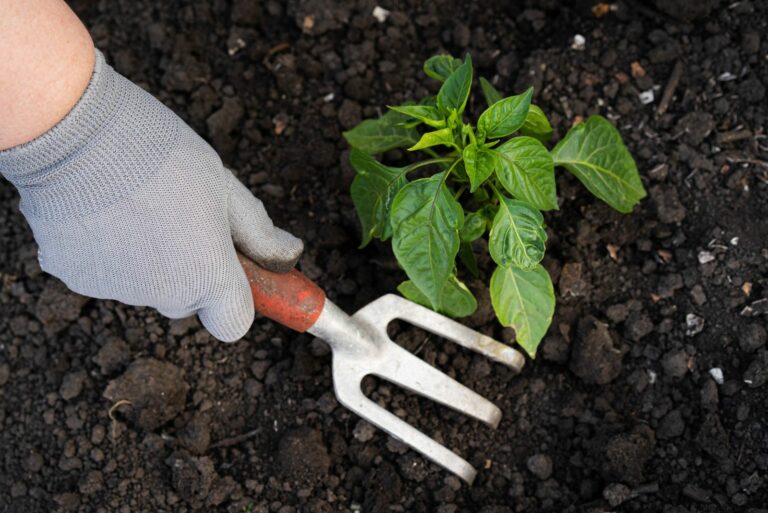 planting peppers