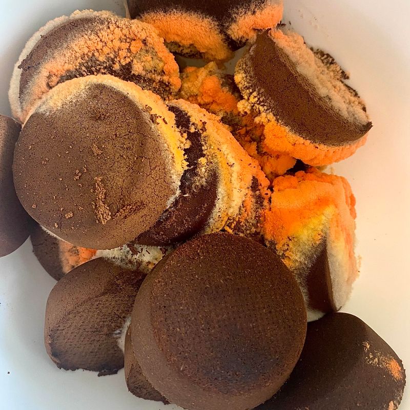 Coffee Grounds Mold Faster In Florida Than You Expect