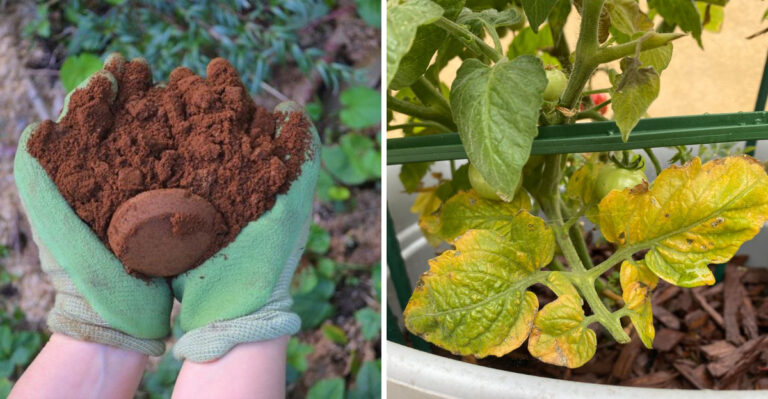 coffee grounds for plants