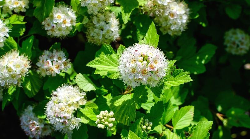 Ninebark Stays Tough In Wind Snow And Neglected Corners