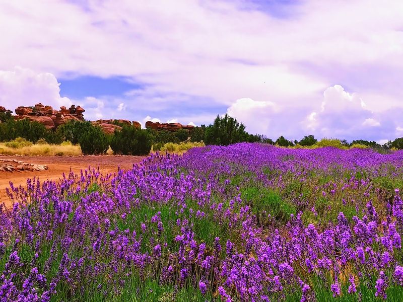 Wander Through Endless Fields Of Purple Lavender