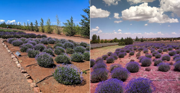 This Lavender Farm In Arizona Smells Like Heaven On Earth