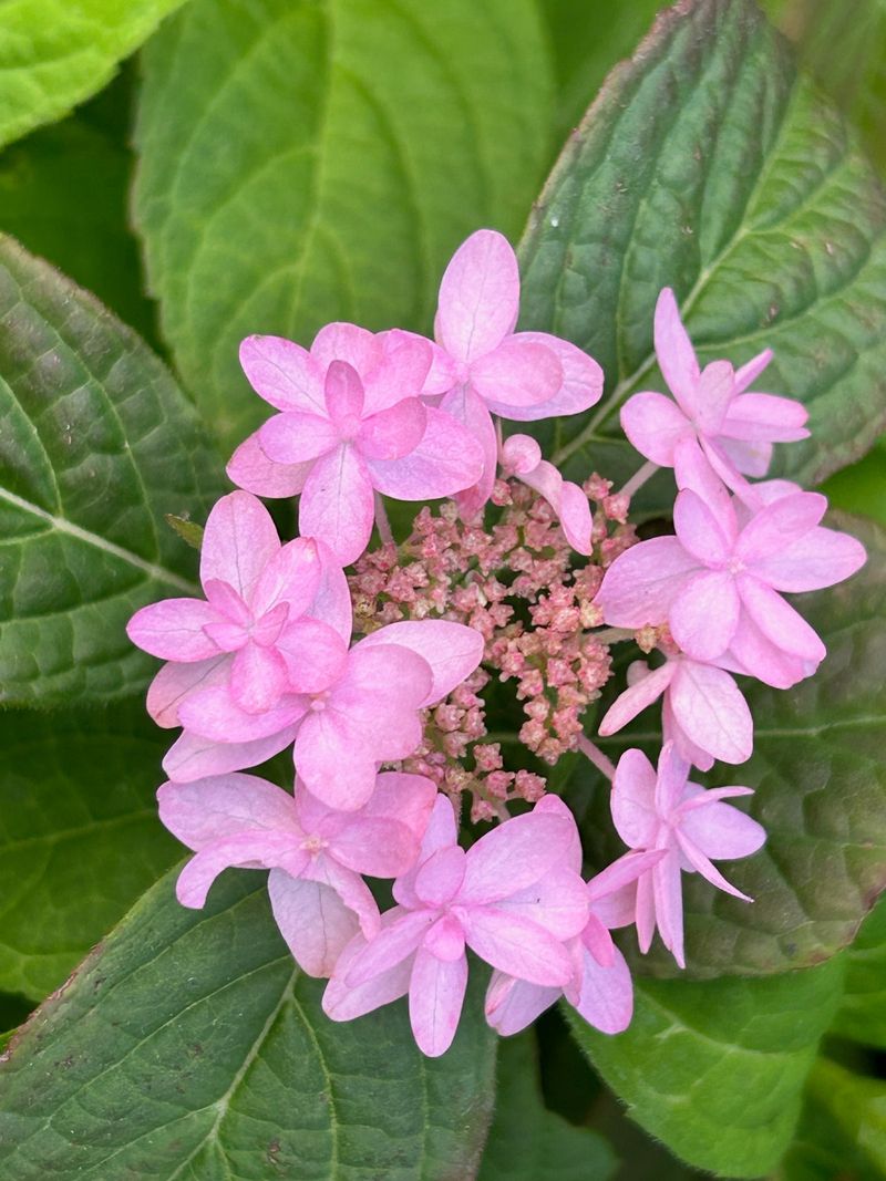 A Close Relative Of Bigleaf Hydrangea
