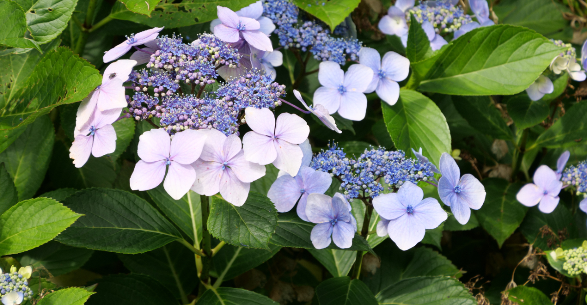 Hydrangea serrata