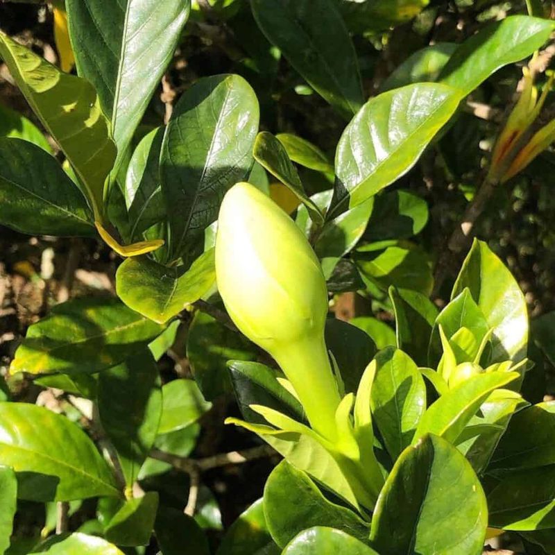 Inconsistent Watering Stress