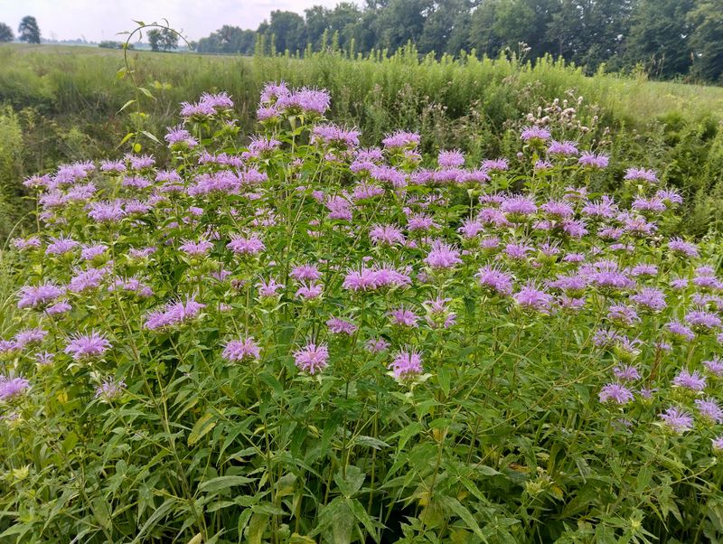 Fragrant Leaves Made It Easy To Notice And Appreciate