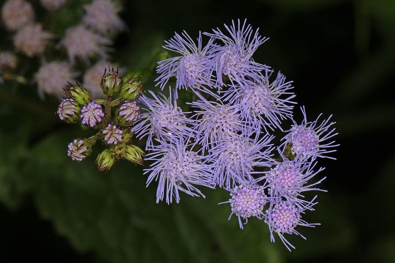 Blooms When Many Plants Are Fading