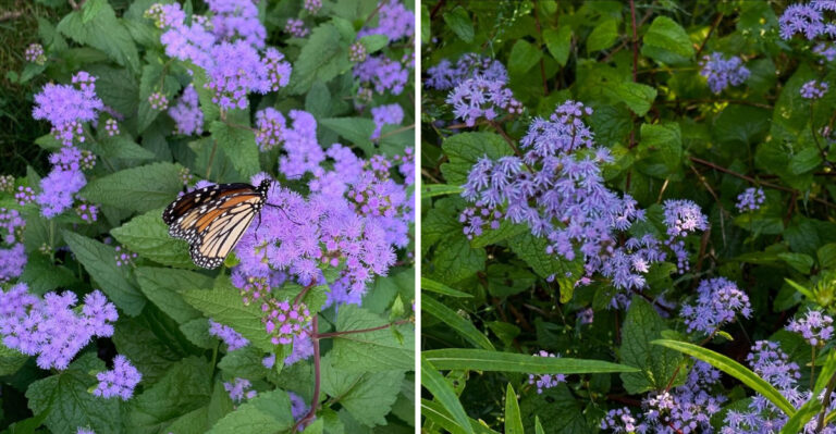 This Native North Carolina Flower Attracts Dozens Of Pollinators To Your Garden