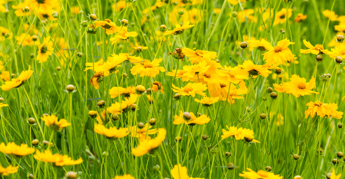yellow coreopsis