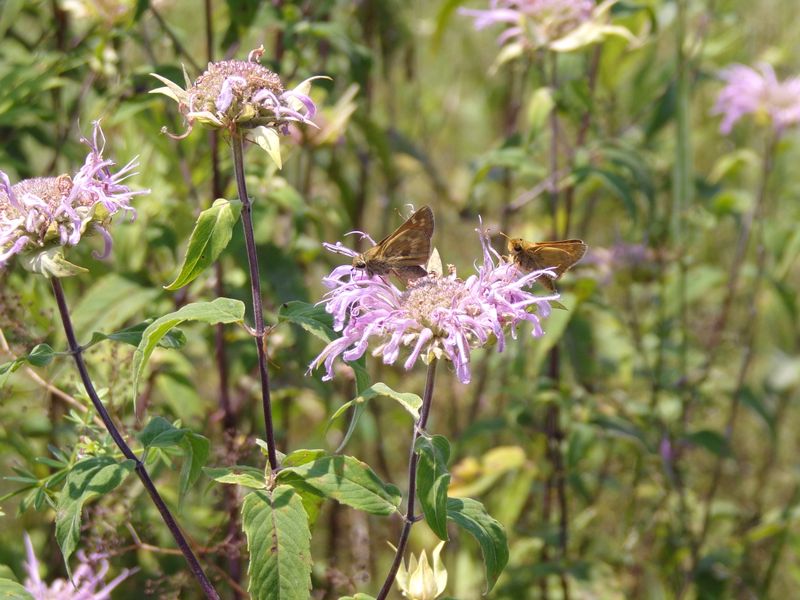 Wild Bergamot Still Looks Right At Home Near An Ohio Farmhouse